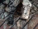 原始人木炭家用无烟烧烤木碳木炭冬天速燃竹炭专用炭块 环保木炭-3斤【配引燃块】 实拍图