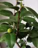 行湘茶花苗盆栽山茶花绿植花卉/五色赤丹约40-50CM高 不含盆 源头直发 实拍图