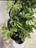 叹为观止大型植物发财树各种大颗盆栽开业乔迁客厅办公室内好养大型花卉 造型鸭脚木【1.5-1.7米】 含盆 实拍图
