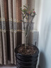 花翁海棠花盆栽树苗重瓣长寿冠盆景老桩庭院阳台绿植室内花卉源头直发 实拍图