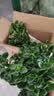 四季常青金鱼花吊兰盆栽室内绿植花卉多肉植物发财树好养易活客厅 金鱼吊兰原土盆【买1送1发两盆】 实拍图