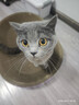 【京东物流】猫抓板磨爪猫窝一体耐磨不掉屑超大号猫玩具猫咪用品 椭圆巨无霸+猫薄荷 实拍图