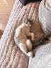 妙三多幼猫成猫猫咪疫苗妙三多猫瘟猫鼻支嵌杯病毒猫三联首次疫苗预防针 国产妙三多*3+高端狂犬 1瓶*1袋 实拍图