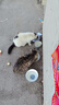 威尔逊馋嘴 流浪猫粮成猫幼猫粮专为流浪猫定制的猫粮 冻干绒包裹颗粒款5斤 实拍图