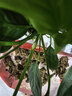 德沃多植物营养液通用型花肥料绿萝发财树富贵竹多肉月季水培绿植花卉肥 营养液2.5L一瓶 实拍图