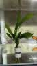 AquaClean鱼缸滤材中空石英球硝化纳米球细菌屋培菌净水陶瓷环鱼缸过滤材料 第3代中空球5L(含网袋) 实拍图