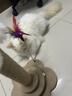 HELLOJOY猫抓柱剑麻猫抓板猫玩具耐抓耐磨不掉屑猫爬架立式自嗨解闷用品 实拍图
