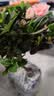 花翁杜鹃花盆栽四季开花带花苞过年花卉室内植物阳台鲜花绿植源头直发 实拍图