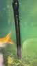 海甲卫（HAKAWIN）鱼缸加热棒自动恒温小型加温棒水族箱防爆乌龟加热器 AT103-500 实拍图
