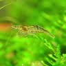 云峰海瑞黑壳虾清洁虾观赏虾活体淡水 鱼缸水族箱水草缸清洁除藻淡水宠物 【清洁大师】150只/组+50只损耗 实拍图