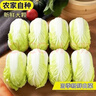 云南高原黄心娃娃菜农家自种新鲜大颗当季脆甜白菜 带箱2斤 净重1.8斤 实拍图