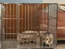 爪墅可折叠不锈钢狗笼子小型中型大型犬带厕所狗笼金毛边牧宠物笼子 【组装款】长110*宽77*高95【萨摩耶-五黑犬】 实拍图