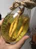 裕鹿山人参枸杞酒虫草酒养生人参酒小瓶酒品鉴【试饮装】【1瓶体验装】 52度 250mL 1瓶 人参枸杞酒【每瓶有三根人参】 1瓶体验装 实拍图