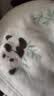 BEYONDHOME BABY博洋母婴A类牛奶绒毯婴幼儿园午睡毛毯盖毯春秋熊猫宝宝80*100cm 实拍图