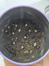 IAM City Farmer牵牛花迷你盆栽 儿童种植小盆栽diy套装植物幼儿园陪伴盆栽10028 实拍图