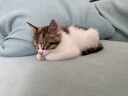 威尔逊馋嘴蓝猫冻干猫粮专用 猫咪主粮天然粮猫食 牛油果全阶段猫粮 【升级款5斤】新鲜鸡肉冻干+猫粮 实拍图