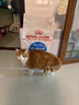 皇家室内成猫粮 I27 通用粮 12月以上 10KG 实拍图