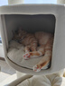 兽牌森林猫爬架大型猫树猫窝一体豪华剑麻猫架太空舱缅因大猫暖冬适用 森林Plus【实木上漆款】 实拍图