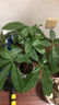叹为观止大型植物发财树各种大颗盆栽开业乔迁客厅办公室内好养大型花卉 辫子发财树【50-60厘米】 含盆 实拍图