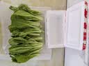 山东农家种植新鲜奶油小白菜时令蔬菜绿叶菜涮菜清脆巨嫩好吃 【泡沫箱发货-到手鲜】小白菜（1斤） 实拍图