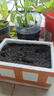 幸悦营养土养花土种菜绿萝多肉肥料通用型盆栽花卉有机种植土壤 10斤土 实拍图