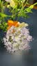 美乐棵鲜花保鲜剂通用营养液鲜切花百合花花束插花肥园艺鲜花肥料 10ml鲜切花通用型x10包 实拍图