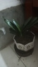 【组合多肉带盆】年宵花⭐植物组合绿植花卉肉肉植物套餐拼盘送礼 长陶瓷盆+托+10颗多肉+土 实拍图