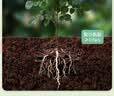 施可丰生根液强力快速发根扦插移栽植物花卉壮苗水剂绿植水培营养液通用 实拍图