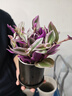 泰西丝 发财树盆栽桌面绿植摆件易活 3杆发财树+白坚持陶瓷盆 源头直发 实拍图