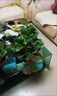 双盟绿萝盆栽除甲醛花卉绿植办公室180款加仑自吸水盆8盆装源头直发 实拍图