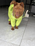 MIKI PAD狗狗雨衣全包四脚防水衣服春秋宠物中大型犬金毛萨摩耶防脏神器 绿色恐龙雨衣 3XL（建议背长49cm以内，体重20-30斤） 实拍图