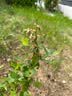 虹越（HONGYUE）蓝莓果苗盆栽苗 南方北方庭院阳台种植果树苗HN 【大果品种】“追雪” 1加仑 实拍图