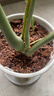 美乐棵 天南星科营养土养花花肥园艺种植土花土肥料盆栽绿植专用土壤8L 实拍图
