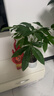 叹为观止大型植物发财树各种大颗盆栽开业乔迁客厅办公室内好养大型花卉 辫子发财树【50-60厘米】 含盆 实拍图