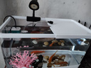 阔庭（KUOTING）负压缸鱼缸客厅桌面真空悬浮斗鱼缸创意造景生态鱼缸白色款 实拍图