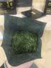 贡苑2026新茶头采芽峨眉山特级雀舌250g 高端明前绿茶茶叶礼盒自己喝 实拍图