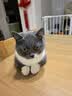 LEGENDSANDY蓝氏猫粮生鲜猎鸟鲜乳鸽生骨肉冻干高蛋白全价成猫粮幼猫通用型 【囤货装】丨猎鸟乳鸽4.5kg+荒野猎兔4.5kg 实拍图