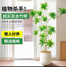 叹为观止大型植物发财树各种大颗盆栽开业乔迁客厅办公室内好养大型花卉 百合竹【1.3-1.5米】 含盆 实拍图