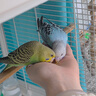 万宠汇 鸟活体虎皮鹦鹉笼养牡丹玄风活鸟学说话手养小太阳鹦鹉宠物鹦鹉 蓝色虎皮+绿色虎皮（一公一母） 实拍图