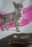 冠能泌尿处方猫粮呵护尿道低镁配方泌尿猫粮降低尿液ph值 【0元入会领券】泌尿道处方粮 1.5kg*1袋 实拍图