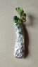 【亏本冲量】奶油草莓苗盆栽带盆带土桃熏食用红颜四季结果 奶油草莓3棵 实拍图