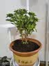 萌肉居杜鹃花四季种植盆栽花卉室内外开花植物杜鹃花苗原盆源头直发 实拍图