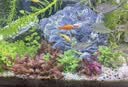 松宝（sobo）鱼缸底砂黄金砂适用小米鱼缸造景底沙天然水晶沙石头 5斤 实拍图