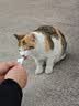 嘉派特宠物驱虫药猫咪狗犬用体内外同驱一体去虱子跳蚤宠物除虫药 0.5ml*1瓶 【猫用外驱】到手3支外驱 实拍图