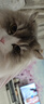 尾巴生活NFC三莓原浆补水猫咪羊奶益生菌宠物零食猫草排毛 【小蓝杯】液体益生菌20ml*10 1盒 实拍图