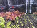 森森（SUNSUN）鱼缸加热棒自动恒温数显石英加温棒防爆水族箱加温器加热器 【升级离水断电】50W数显石英加热棒 实拍图