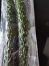 【水果菜】紫溪山嫩黄瓜约550g 实拍图