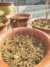 骏灏买1送2 玉兰花树苗四季开花庭院盆栽白紫广玉兰树苗矮化耐寒超矮 中国红玉兰 幼苗（（一颗装））不好养 实拍图
