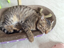 【京东物流】猫抓板磨爪猫窝一体耐磨不掉屑超大号猫玩具猫咪用品 椭圆大号+猫薄荷 实拍图