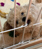 瓦媞纯种韩系马尔泰幼犬小体香槟泰迪熊犬  短嘴颜值高  高品质宠物狗 黄色/金色 2026-04-03 静静 宠物级 韩系精品甜美 公 实拍图